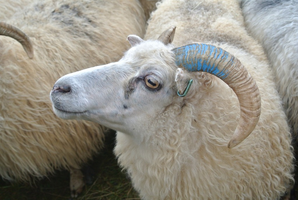 sheep-herding-1874055_1280