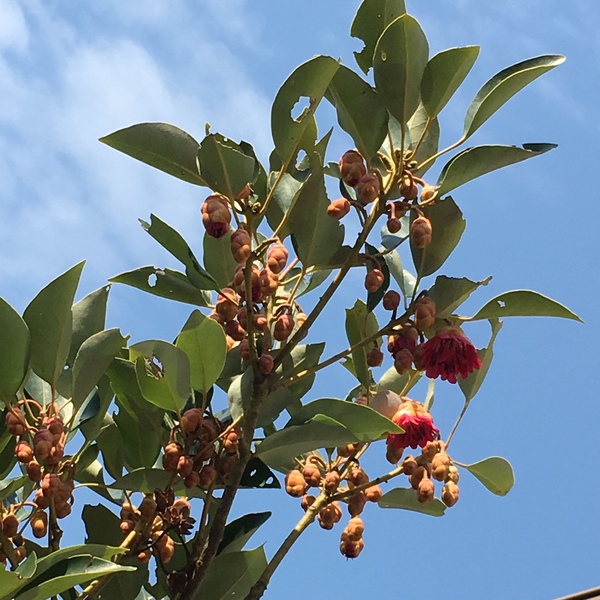 セブンチェアと木の話