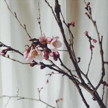 桜開花しました。