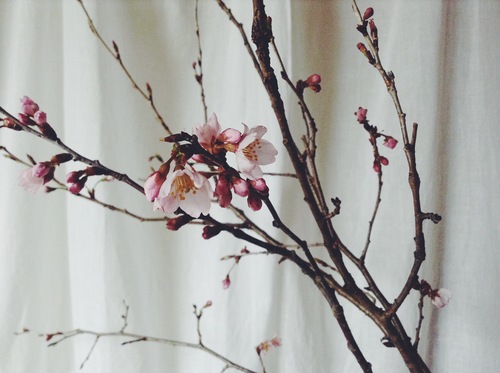 桜開花しました。