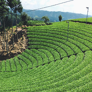 茶源郷に行ってきました。