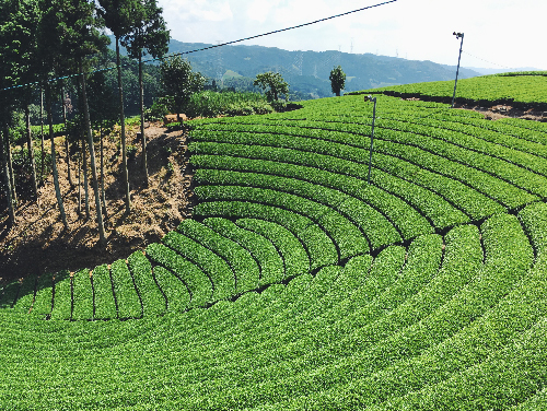 茶源郷に行ってきました。
