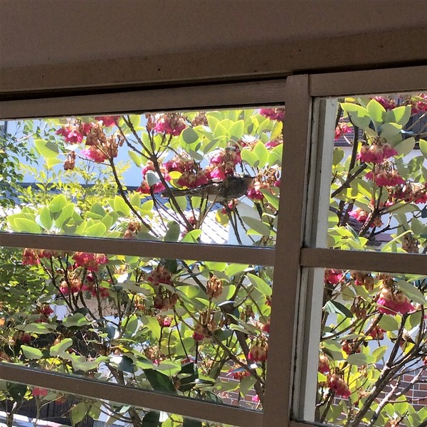 珍しいお客さま