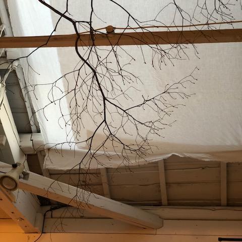 こばのみつばつつじ