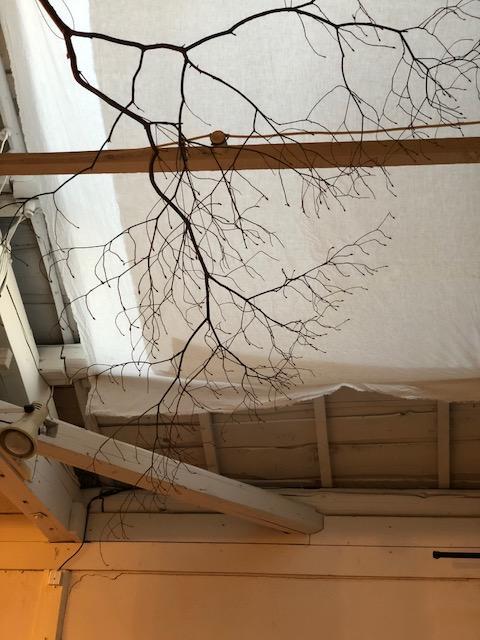 こばのみつばつつじ